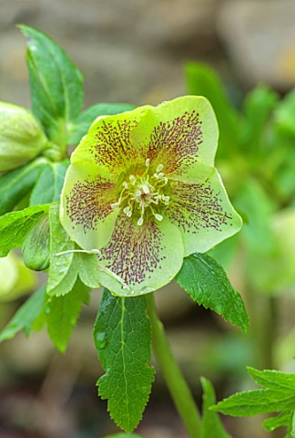 VILLAGE_FARM_HOUSE_GLOUCESTERSHIRE_CLOSE_UP_OF_RED_GREEN_FLOWERS_OF_HELLEBORES_HELLEBORUS__ASHWOOD_H