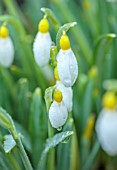 VILLAGE FARM HOUSE, GLOUCESTERSHIRE: CLOSE UP OF YELLOW, WHITE FLOWERS OF SNOWDROPS, GALANTHUS SPINDLESTONE SURPRISE, FLOWERS, JANUARY, WINTER, BULBS, PETALS, RAINDROPS