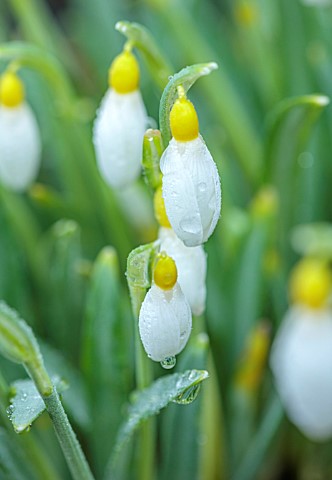 VILLAGE_FARM_HOUSE_GLOUCESTERSHIRE_CLOSE_UP_OF_YELLOW_WHITE_FLOWERS_OF_SNOWDROPS_GALANTHUS_SPINDLEST