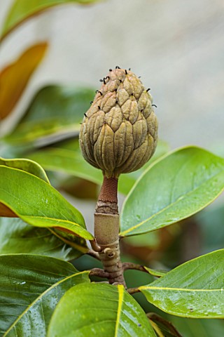 VILLAGE_FARM_HOUSE_GLOUCESTERSHIRE_CLOSE_UP_OF_SEED_HEAD_OF_FLOWER_OF_MAGNOLIA_GRANDIFLORA_JANUARY_W