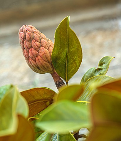 VILLAGE_FARM_HOUSE_GLOUCESTERSHIRE_CLOSE_UP_OF_SEED_HEAD_OF_FLOWER_OF_MAGNOLIA_GRANDIFLORA_JANUARY_W