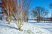 REDHILL LODGE, RUTLAND: DESIGNERS RICHARD AND SUSAN MOFFITT - SNOW, WINTER, JANUARY, WHITE TRUNKS OF BIRCH TREES, BETULA, BIRCHES, BARK