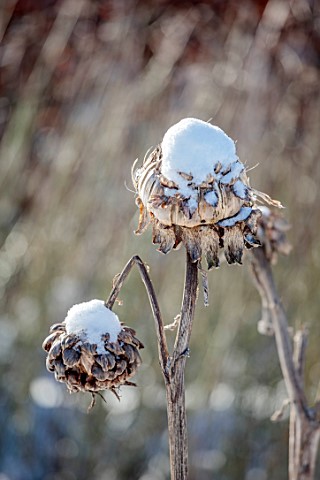 REDHILL_LODGE_RUTLAND_DESIGNERS_RICHARD_AND_SUSAN_MOFFITT__CLOSE_UP_PORTRAIT_OF_SNOWY_SEED_HEADS_OF_