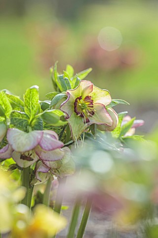 MORTON_HALL_GARDENS_WORCESTERSHIRE_CLOSE_UP_OF_GREEN_RED_PURPLE_FLOWERS_OF_HELLEBORES_HELLEBORUS_ASH