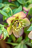 MORTON HALL GARDENS, WORCESTERSHIRE: CLOSE UP OF YELLOW, GREEN, PURPLE, FLOWERS OF HELLEBORES, HELLEBORUS, PERENNIALS, BEES, INSECTS