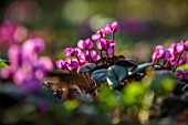 MORTON HALL GARDENS, WORCESTERSHIRE: CLOSE UP OF MAGENTA, PINK, FLOWERS OF CYCLAMEN COUM, BULBS, JANUARY, WINTER
