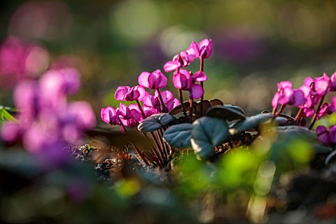 MORTON_HALL_GARDENS_WORCESTERSHIRE_CLOSE_UP_OF_MAGENTA_PINK_FLOWERS_OF_CYCLAMEN_COUM_BULBS_JANUARY_W