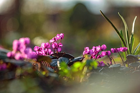 MORTON_HALL_GARDENS_WORCESTERSHIRE_CLOSE_UP_OF_MAGENTA_PINK_FLOWERS_OF_CYCLAMEN_COUM_BULBS_JANUARY_W