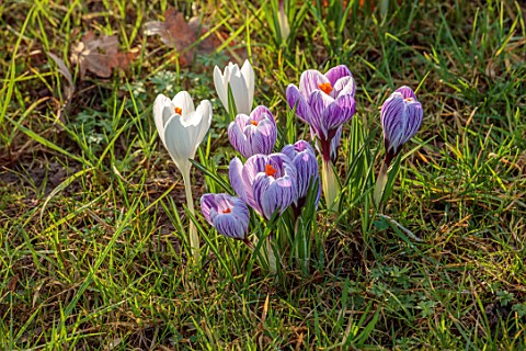 MORTON_HALL_GARDENS_WORCESTERSHIRE_CLOSE_UP_OF_WHITE_AND_PURPLE_FLOWERS_OF_CROCUS_PICKWICK_BULBS_JAN
