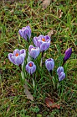 MORTON HALL GARDENS, WORCESTERSHIRE: CLOSE UP OF WHITE AND PURPLE FLOWERS OF CROCUS PICKWICK, BULBS, JANUARY, WINTER