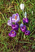 MORTON HALL GARDENS, WORCESTERSHIRE: CLOSE UP OF WHITE AND PURPLE FLOWERS OF CROCUS PICKWICK, BULBS, JANUARY, WINTER