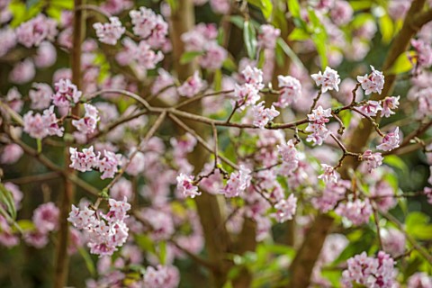 MORTON_HALL_WORCESTERSHIRE__PINK_AND_WHITE_FLOWERS_OF_DAPHNE_BHOLUA_JACQUELINE_POSTILL_SCENTED_FRAGR
