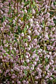 MORTON HALL, WORCESTERSHIRE - PINK AND WHITE FLOWERS OF DAPHNE BHOLUA JACQUELINE POSTILL, SCENTED, FRAGRANT, SHRUBS, EVERGREENS, JANUARY, WINTER