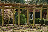 MORTON HALL, WORCESTERSHIRE - WOODEN PERGOLA, CYCLAMEN, CLIPPED TOPIARY, DAPHNE BHOLUA JACQUELINE POSTILL, SCENTED, FRAGRANT, SHRUBS, EVERGREENS, JANUARY, WINTER