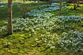 MORTON HALL GARDENS, WORCESTERSHIRE: DRIFTS OF WHITE FLOWERS OF SNOWDROPS, BULBS, JANUARY, WINTER