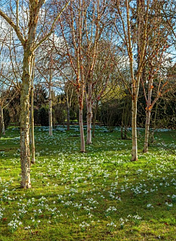 MORTON_HALL_GARDENS_WORCESTERSHIRE_DRIFTS_OF_WHITE_FLOWERS_OF_SNOWDROPS_BELOW_WHITE_BARK_STEMS_BRANC