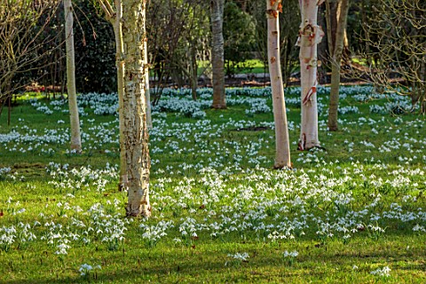 MORTON_HALL_GARDENS_WORCESTERSHIRE_DRIFTS_OF_WHITE_FLOWERS_OF_SNOWDROPS_BELOW_WHITE_BARK_STEMS_BRANC