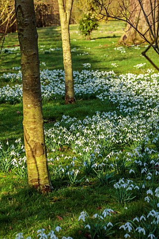 MORTON_HALL_GARDENS_WORCESTERSHIRE_DRIFTS_OF_WHITE_FLOWERS_OF_SNOWDROPS_BULBS_JANUARY_WINTER