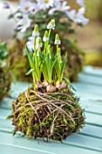THE MANOR HOUSE, STEVINGTON, BEDFORDSHIRE: DESIGNER KATHY BROWN - KOKEDAMAS, JAPANESE MOSS BALLS, TABLE, PLANTED WITH WHITE MUSCARI BOTRIOIDES ALBA