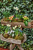 THE MANOR HOUSE, STEVINGTON, BEDFORDSHIRE: DESIGNER KATHY BROWN - KOKEDAMAS, JAPANESE MOSS BALLS, IN WOODEN CONTAINER BESIDE IVY WALL, PRIMULA, ANEMONE BLANDA, NARCISSUS, SNOWDROPS