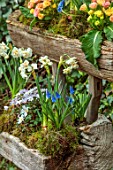 THE MANOR HOUSE, STEVINGTON, BEDFORDSHIRE: DESIGNER KATHY BROWN - KOKEDAMAS, JAPANESE MOSS BALLS, IN WOODEN CONTAINER BESIDE IVY WALL, PRIMULA, ANEMONE BLANDA, NARCISSUS, MUSCARI