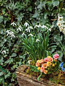 THE MANOR HOUSE, STEVINGTON, BEDFORDSHIRE: DESIGNER KATHY BROWN - KOKEDAMAS, JAPANESE MOSS BALLS, IN WOODEN CONTAINER BESIDE IVY WALL, PRIMULAS, SNOWDROPS