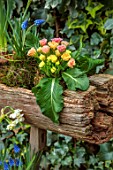 THE MANOR HOUSE, STEVINGTON, BEDFORDSHIRE: DESIGNER KATHY BROWN - KOKEDAMAS, JAPANESE MOSS BALLS, IN WOODEN CONTAINER BESIDE IVY WALL, PRIMULA, BLUE MUSCARI