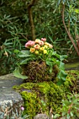 THE MANOR HOUSE, STEVINGTON, BEDFORDSHIRE: DESIGNER KATHY BROWN - KOKEDAMAS, JAPANESE MOSS BALLS, ON WALL, PLANTED WITH PRIMULA VULGARIS, PINK, YELLOW FLOWERS