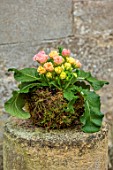 THE MANOR HOUSE, STEVINGTON, BEDFORDSHIRE: DESIGNER KATHY BROWN - KOKEDAMAS, JAPANESE MOSS BALLS, PLANTED WITH PRIMULA VULGARIS, PINK, YELLOW FLOWERS