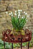 THE MANOR HOUSE, STEVINGTON, BEDFORDSHIRE: DESIGNER KATHY BROWN - KOKEDAMAS, JAPANESE MOSS BALLS, PLANTED WITH WHITE FLOWERS OF SNOWDROPS, BULBS, METAL CONTAINERS