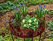 THE MANOR HOUSE, STEVINGTON, BEDFORDSHIRE: DESIGNER KATHY BROWN - KOKEDAMAS, JAPANESE MOSS BALLS IN METAL CONTAINER PLANTED WITH BLUE MUSCARI, PRIMROSES
