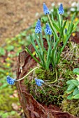 THE MANOR HOUSE, STEVINGTON, BEDFORDSHIRE: DESIGNER KATHY BROWN - KOKEDAMAS, JAPANESE MOSS BALLS IN METAL CONTAINER PLANTED WITH BLUE MUSCARI