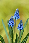 THE MANOR HOUSE, STEVINGTON, BEDFORDSHIRE: DESIGNER KATHY BROWN - KOKEDAMAS, JAPANESE MOSS BALLS IN METAL CONTAINER, DETAIL OF BLUE MUSCARI