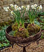 THE MANOR HOUSE, STEVINGTON, BEDFORDSHIRE: DESIGNER KATHY BROWN - KOKEDAMAS, JAPANESE MOSS BALLS IN METAL CONTAINER, WHITE NARCISSUS, DAFFODILS
