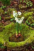 THE MANOR HOUSE, STEVINGTON, BEDFORDSHIRE: DESIGNER KATHY BROWN - KOKEDAMAS, JAPANESE MOSS BALLS IN MOSSY STONE CONTAINER, WHITE NARCISSUS, DAFFODILS