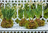 THE MANOR HOUSE, STEVINGTON, BEDFORDSHIRE: DESIGNER KATHY BROWN - KOKEDAMAS, JAPANESE MOSS BALLS ON WHITE SEAT, BENCH, WHITE NARCISSUS, DAFFODILS, SNOWDROPS
