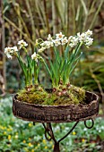 THE MANOR HOUSE, STEVINGTON, BEDFORDSHIRE: DESIGNER KATHY BROWN -  KOKEDAMAS, JAPANESE MOSS BALLS, PLANTED WITH WHITE FLOWERS OF NARCISSUS BRIDAL CROWN, DAFFODILS, BULBS