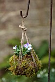 THE MANOR HOUSE, STEVINGTON, BEDFORDSHIRE: DESIGNER KATHY BROWN - KOKEDAMAS, JAPANESE MOSS BALLS, PLANTED WITH WHITE, PURPLE FLOWERS OF PANSY, PANSIES, HANGING, STRING