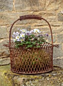 THE MANOR HOUSE, STEVINGTON, BEDFORDSHIRE: DESIGNER KATHY BROWN -  KOKEDAMAS, JAPANESE MOSS BALLS, PLANTED WITH WHITE FLOWERS OF ANEMONE BLANDA, RUSTY WIRE BASKET