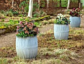THE MANOR HOUSE, STEVINGTON, BEDFORDSHIRE: DESIGNER KATHY BROWN - GREY METAL CONTAINERS, POTS PLANTED WITH GOLD COLLECTION HELLEBORES, HELLEBOREUS ANGEL GLOW, FROSTY, ANNAS RED
