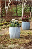 THE MANOR HOUSE, STEVINGTON, BEDFORDSHIRE: DESIGNER KATHY BROWN - GREY METAL CONTAINERS, POTS PLANTED WITH GOLD COLLECTION HELLEBORES, HELLEBOREUS FROSTY, ANNAS RED