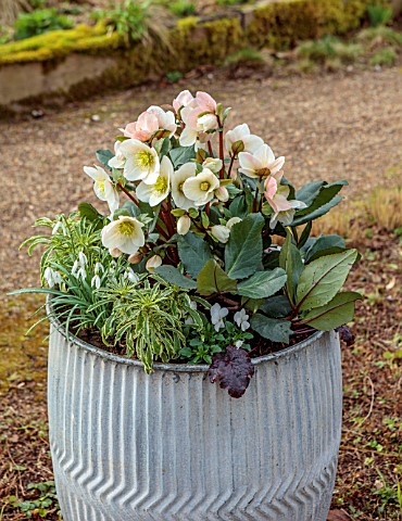 THE_MANOR_HOUSE_STEVINGTON_BEDFORDSHIRE_DESIGNER_KATHY_BROWN__GREY_METAL_CONTAINERS_POTS_PLANTED_WIT