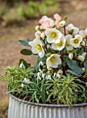 THE MANOR HOUSE, STEVINGTON, BEDFORDSHIRE: DESIGNER KATHY BROWN - GREY METAL CONTAINERS, POTS PLANTED WITH GOLD COLLECTION HELLEBORES, HELLEBOREUS FROSTY, SNOWDROPS
