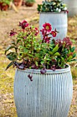 THE MANOR HOUSE, STEVINGTON, BEDFORDSHIRE: DESIGNER KATHY BROWN - GREY METAL CONTAINERS, POTS PLANTED WITH RED FLOWERS OF HELLEBORES, HELLEBORUS ANNAS RED, HEUCHERA, SKIMMIA