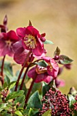 THE MANOR HOUSE, STEVINGTON, BEDFORDSHIRE: DESIGNER KATHY BROWN - GREY METAL CONTAINERS, POTS PLANTED WITH RED FLOWERS OF HELLEBORES, HELLEBORUS ANNAS RED, SKIMMIA