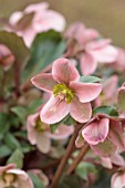 THE MANOR HOUSE, STEVINGTON, BEDFORDSHIRE: DESIGNER KATHY BROWN - GREY METAL CONTAINERS, POTS PLANTED WITH GREEN, PINK FLOWERS OF GOLD COLLECTION  HELLEBORES, HELLEBORUS ANGEL GLOW