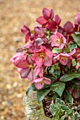 THE MANOR HOUSE, STEVINGTON, BEDFORDSHIRE: DESIGNER KATHY BROWN - STONE CONTAINERS, POTS PLANTED WITH RED, PINK FLOWERS OF HELLEBORES