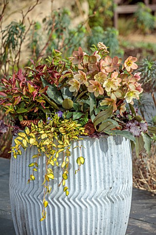 THE_MANOR_HOUSE_STEVINGTON_BEDFORDSHIRE_DESIGNER_KATHY_BROWN__GREY_CONTAINERS_POTS_PLANTED_WITH_GOLD