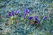 MORTON HALL GARDENS, WORCESTERSHIRE: CLOSE UP OF PURPLE, WHITE FLOWERS OF CROCUS TOMASSINIANUS WHITEWELL PURPLE, FROST, BULBS