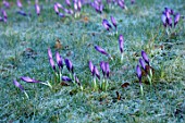 MORTON HALL GARDENS, WORCESTERSHIRE: CLOSE UP OF PURPLE, WHITE FLOWERS OF CROCUS TOMASSINIANUS WHITEWELL PURPLE, FROST, BULBS